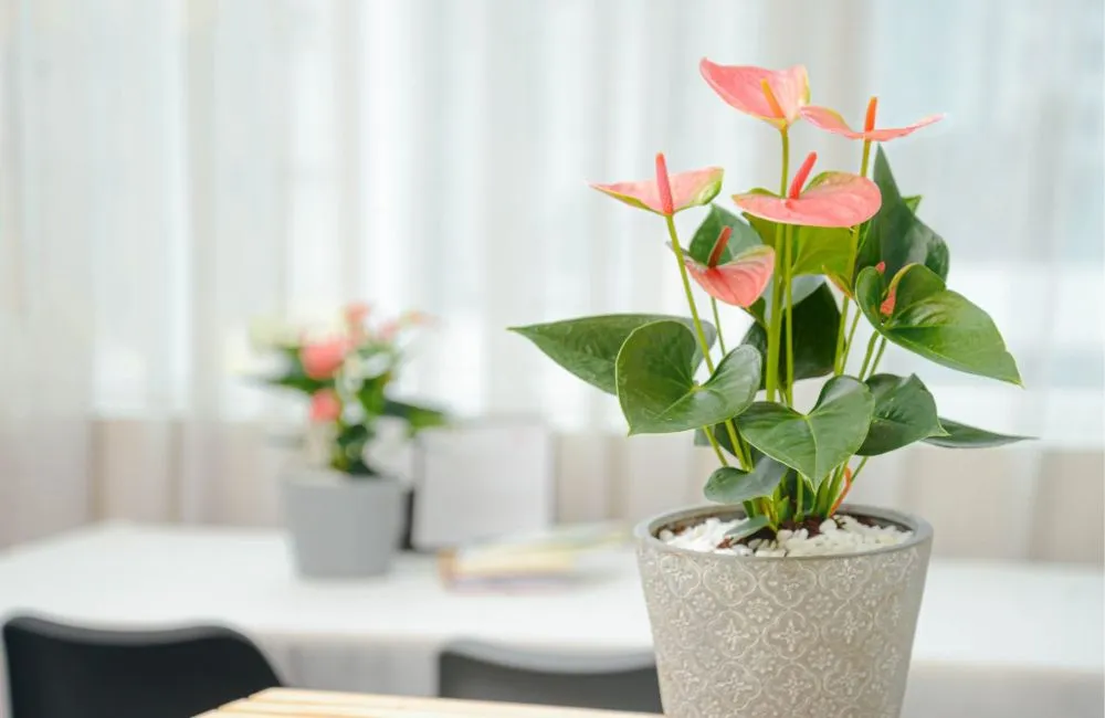 Hồng môn hồng cấy mô