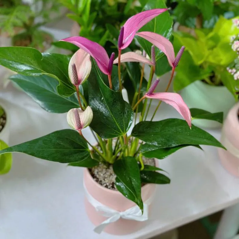 Hồng Môn Tím Cấy Mô