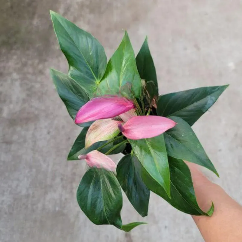 Hồng Môn Tím Cấy Mô - Ảnh 3
