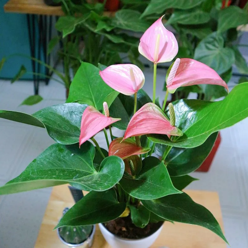 Hồng Môn Tím Cấy Mô - Ảnh 4