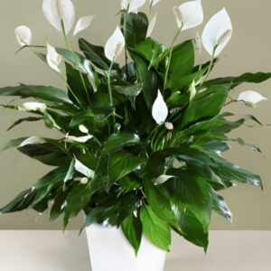 Hồng môn trắng cấy mô