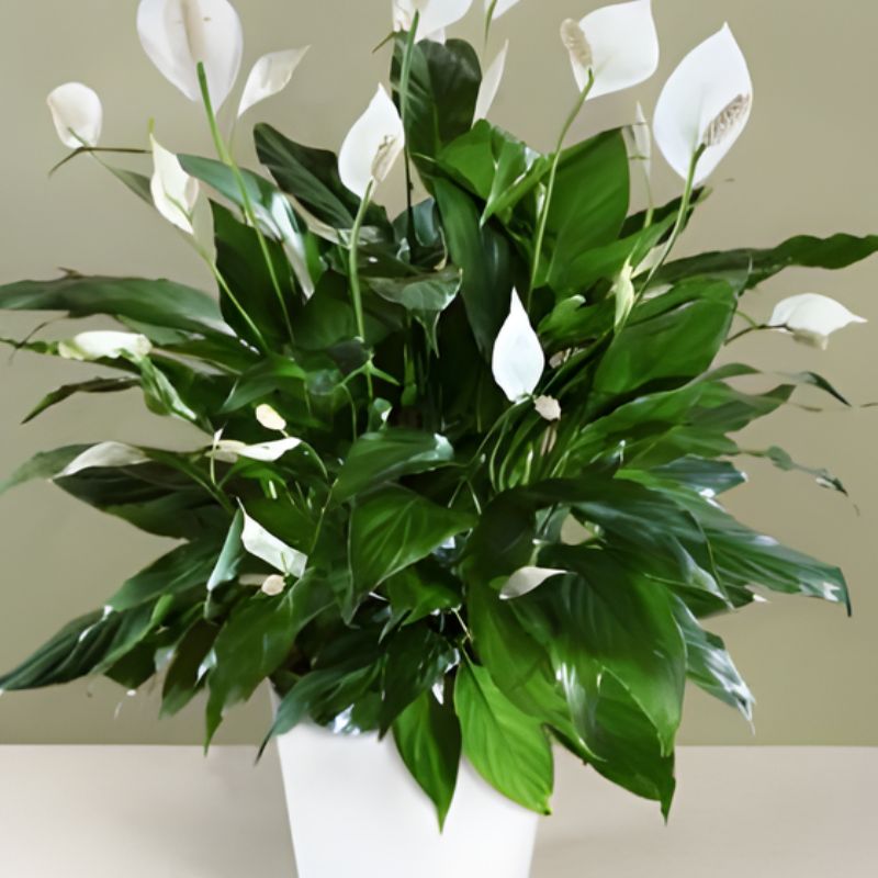 Hồng môn trắng cấy mô