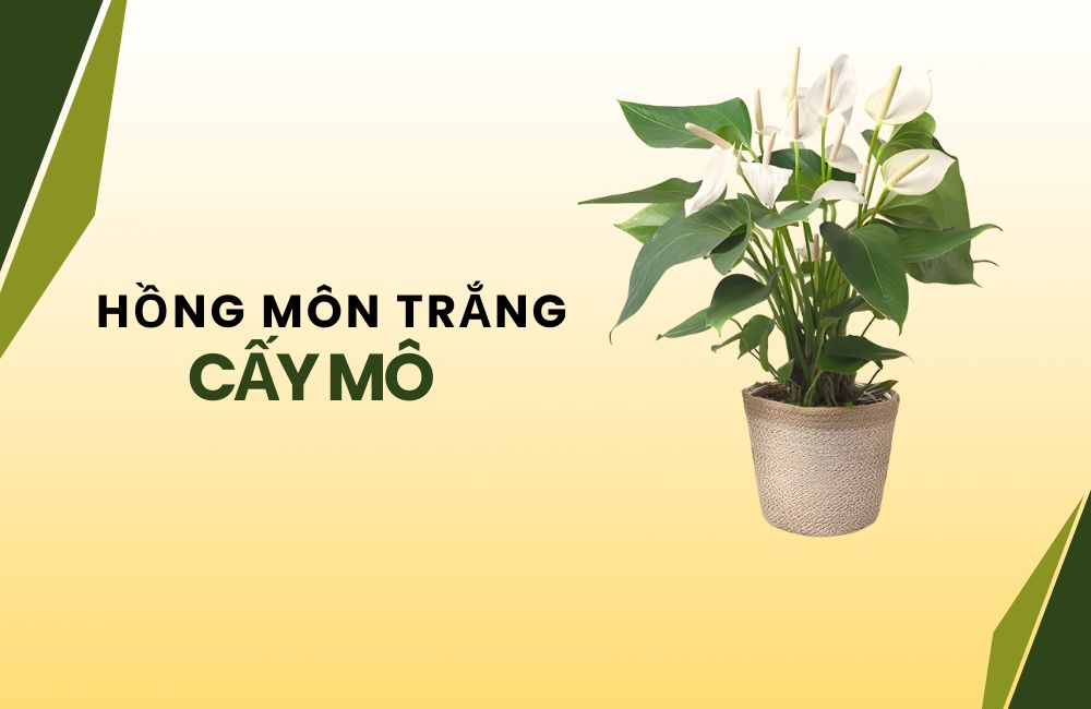 Hồng Môn Trắng cấy mô