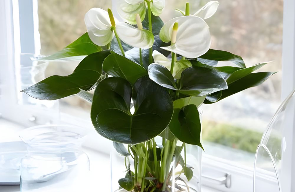 Hồng môn trắng cấy mô