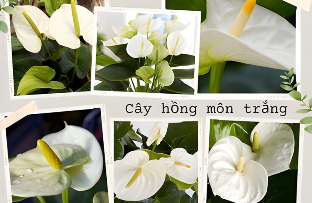 Hồng môn trắng cấy mô