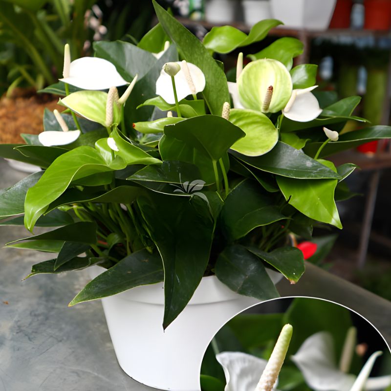 Hồng môn trắng cấy mô