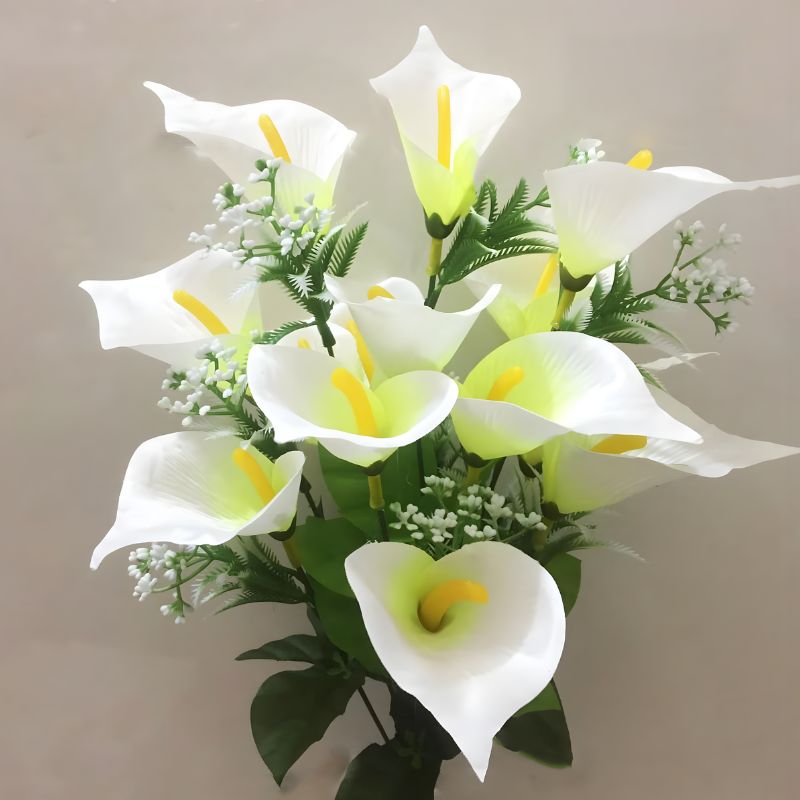 Hồng môn trắng cấy mô