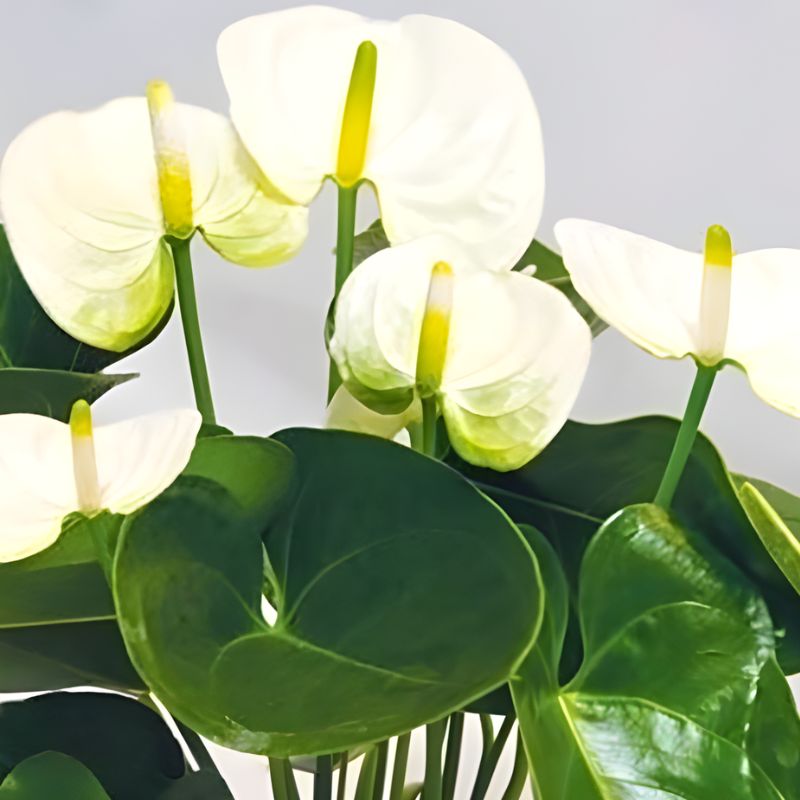 Hồng môn trắng cấy mô