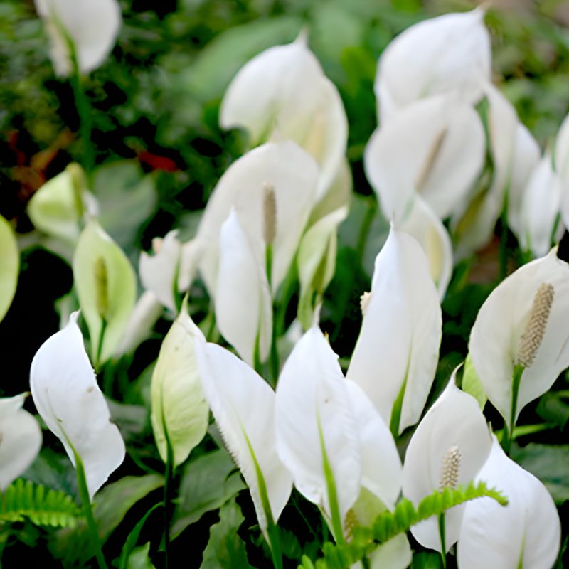 Hồng môn trắng cấy mô