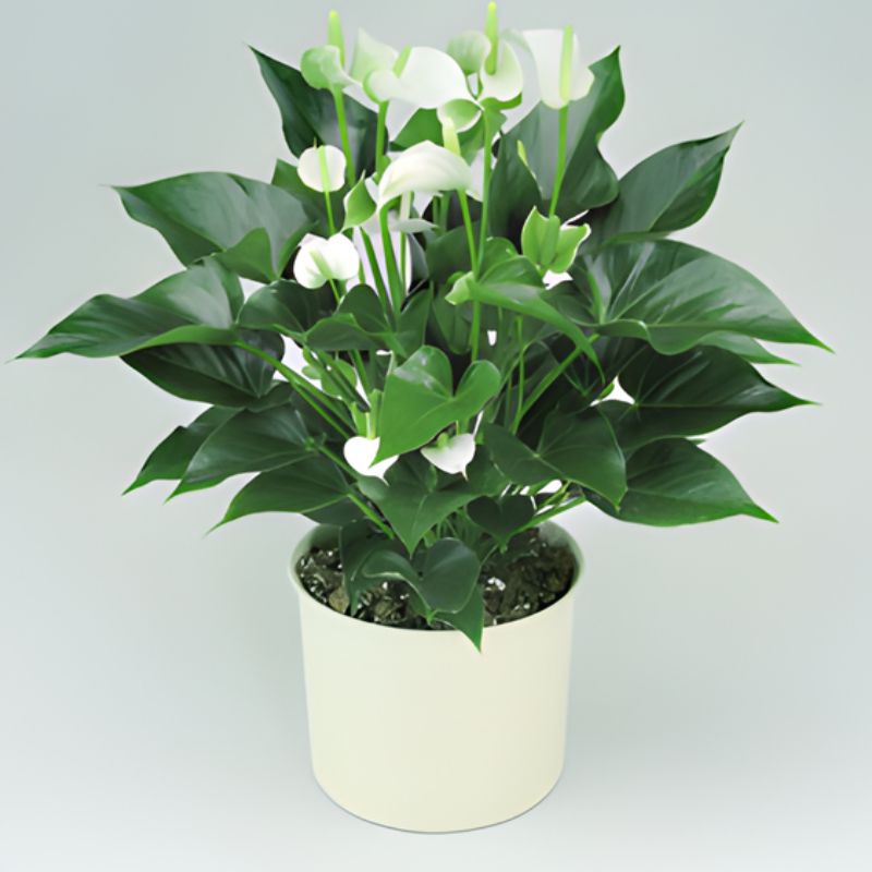 Hồng Môn Trắng Cấy Mô - Ảnh 2