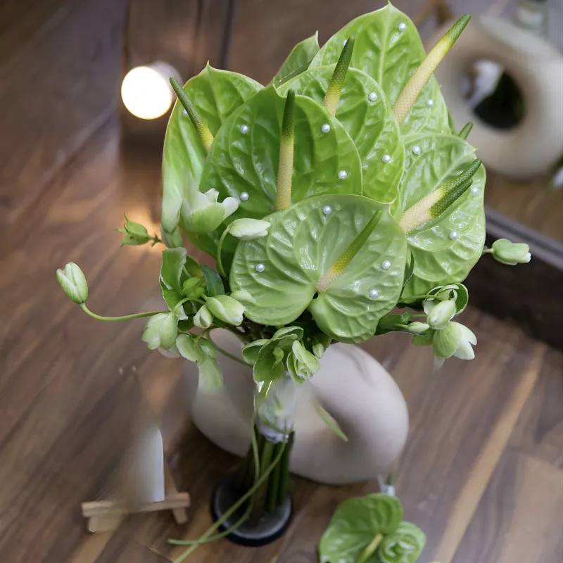 Hồng Môn Xanh Cấy Mô