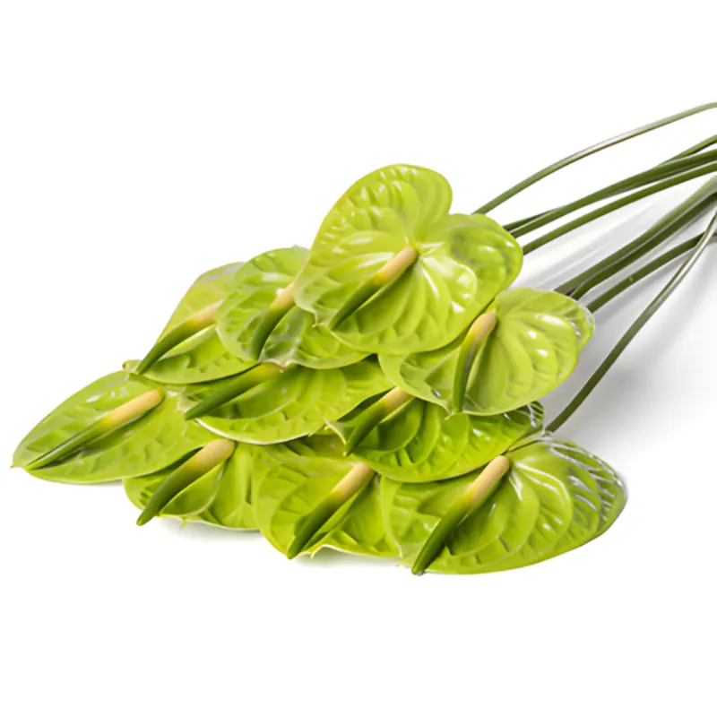 Hồng Môn Xanh Cấy Mô