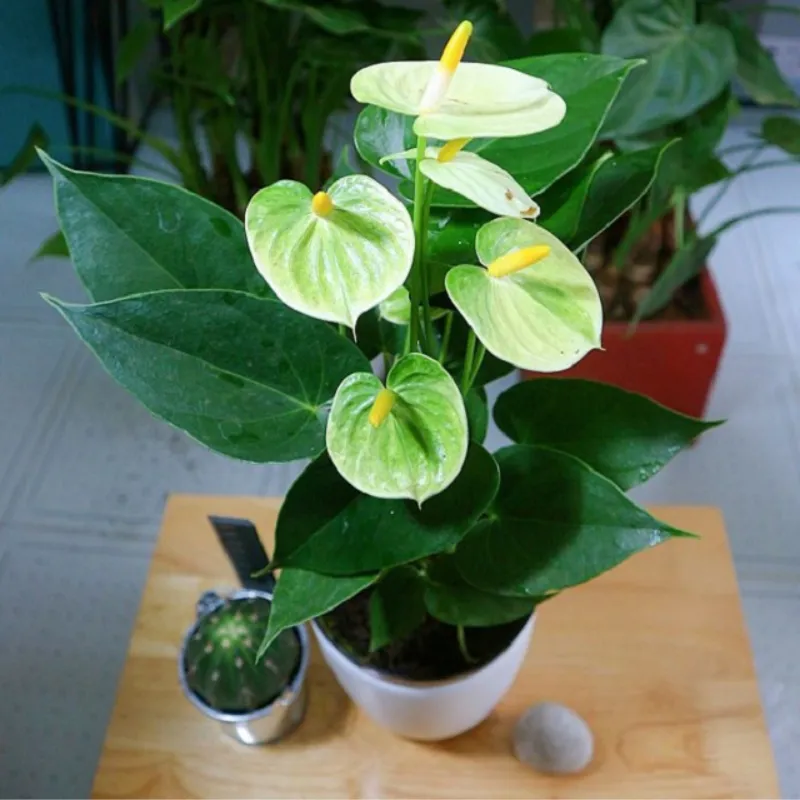 Hồng Môn Xanh Cấy Mô