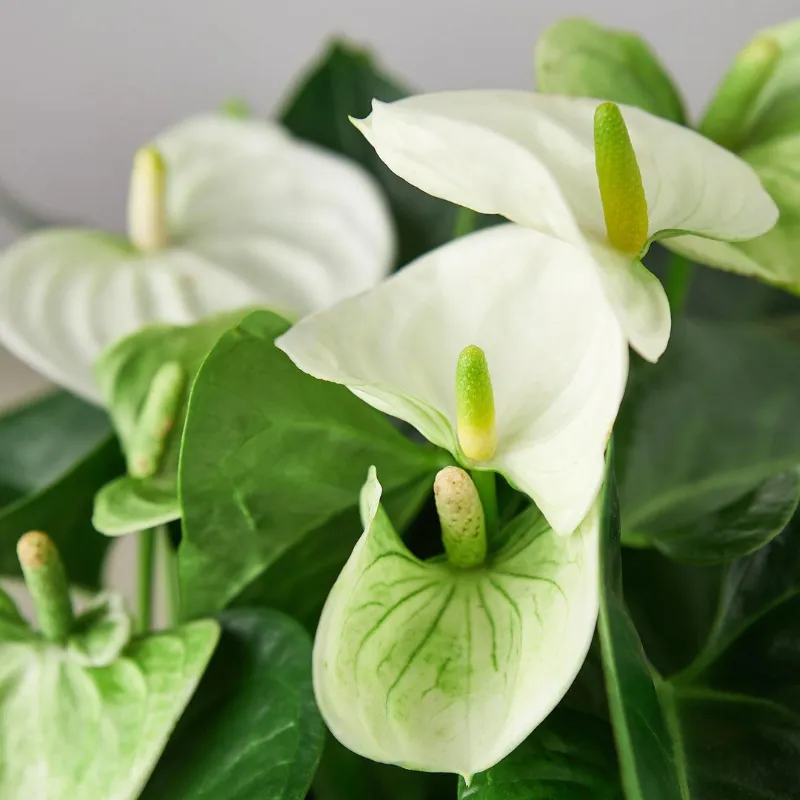 Hồng Môn Xanh Cấy Mô