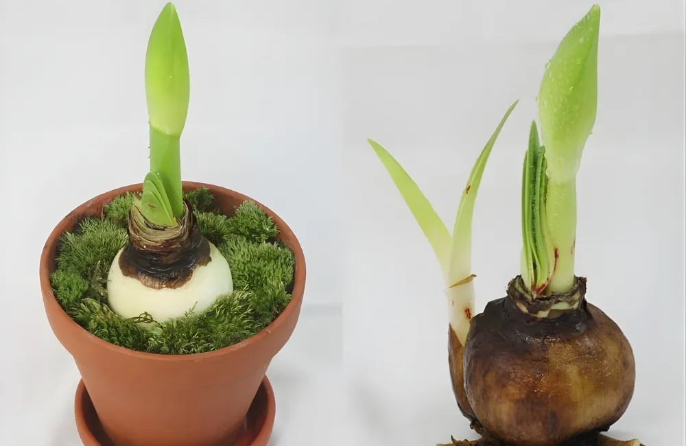 Các giống Huệ Tây Cánh Kép Cấy Mô phổ biến hiện nay