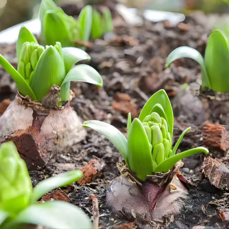 Huệ Tây Cánh Kép Cấy Mô