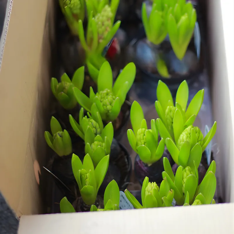 Huệ Tây Cánh Kép Cấy Mô - Ảnh 2