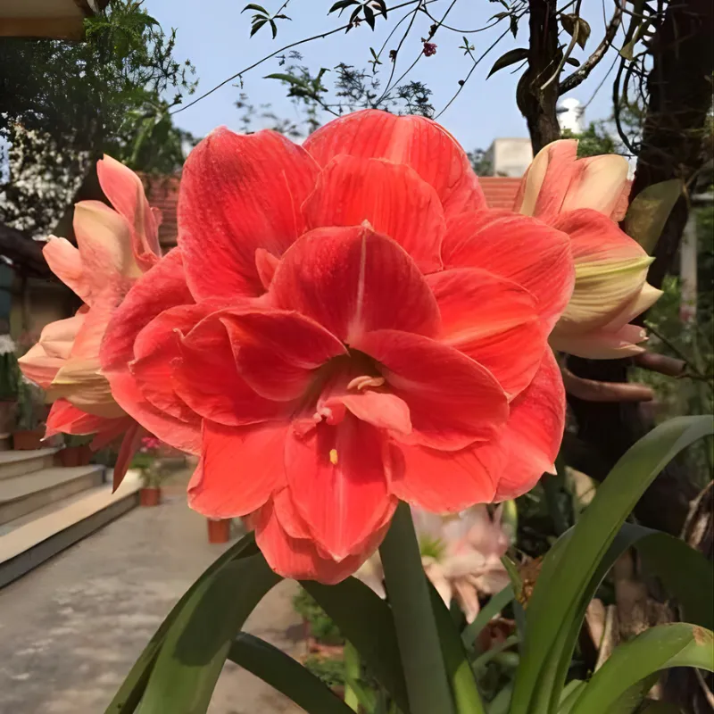 Hoa huệ tây cánh kép