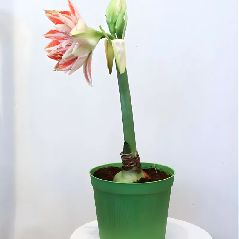 Huệ Tây cánh kép