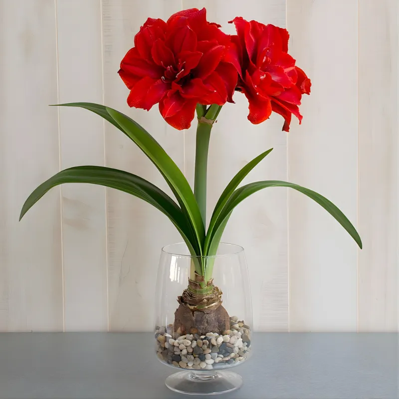 Cây Huệ Tây cánh kép