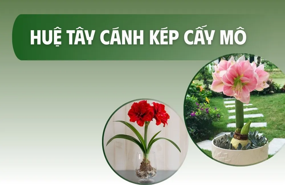 Tổng quan về cây Huệ Tây cánh kép cấy mô