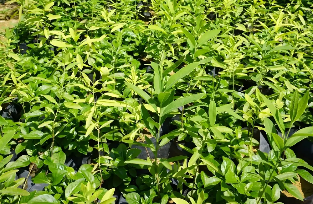 Mật độ & khoảng cách trồng cây đàn hương cấy mô