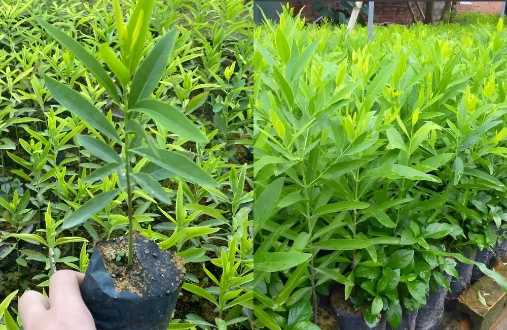 Kỹ thuật trồng cây mô đàn hương