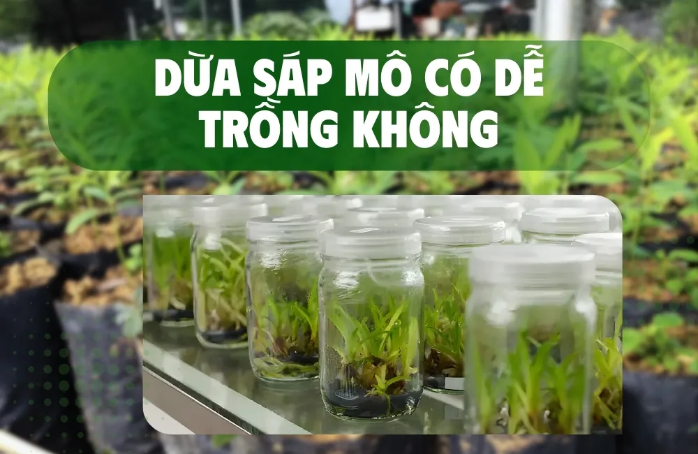 kỹ thuật trồng đàn hương cấy mô