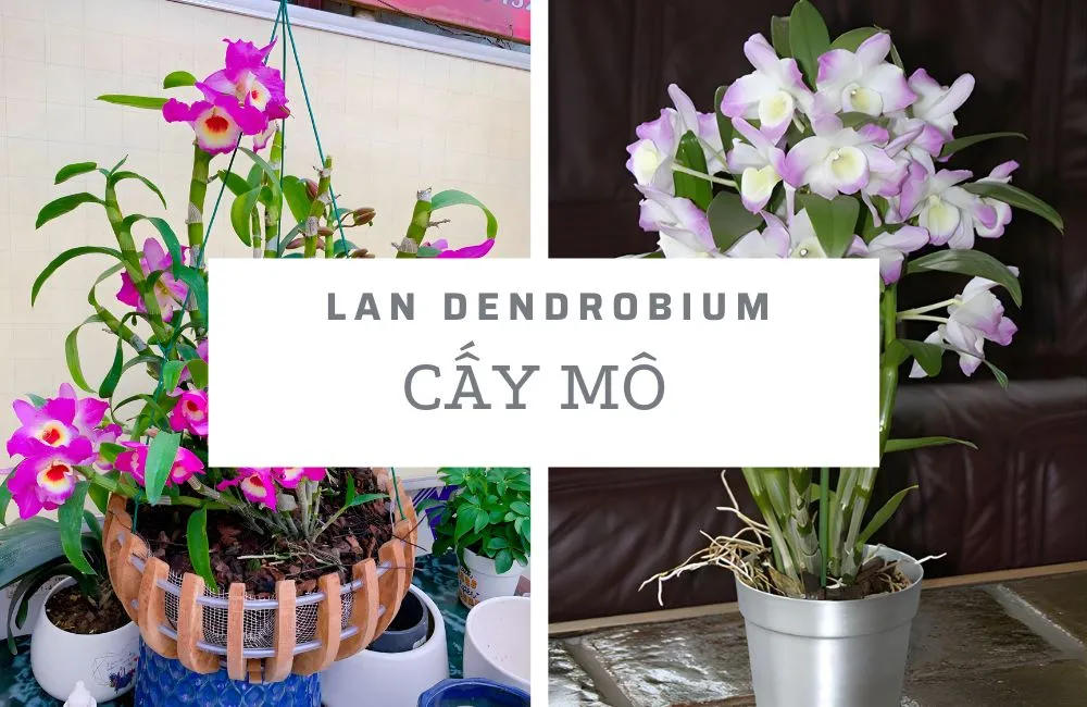 Lan Dendrobium Cấy Mô