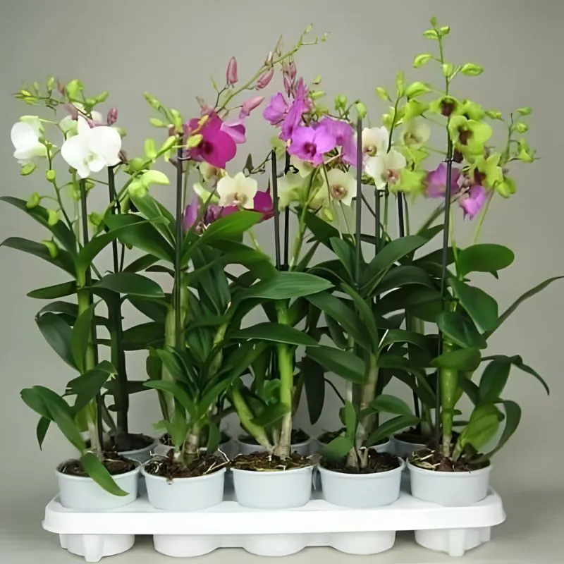 Lan Dendrobiumcấy mô sạch bệnh, đồng đều