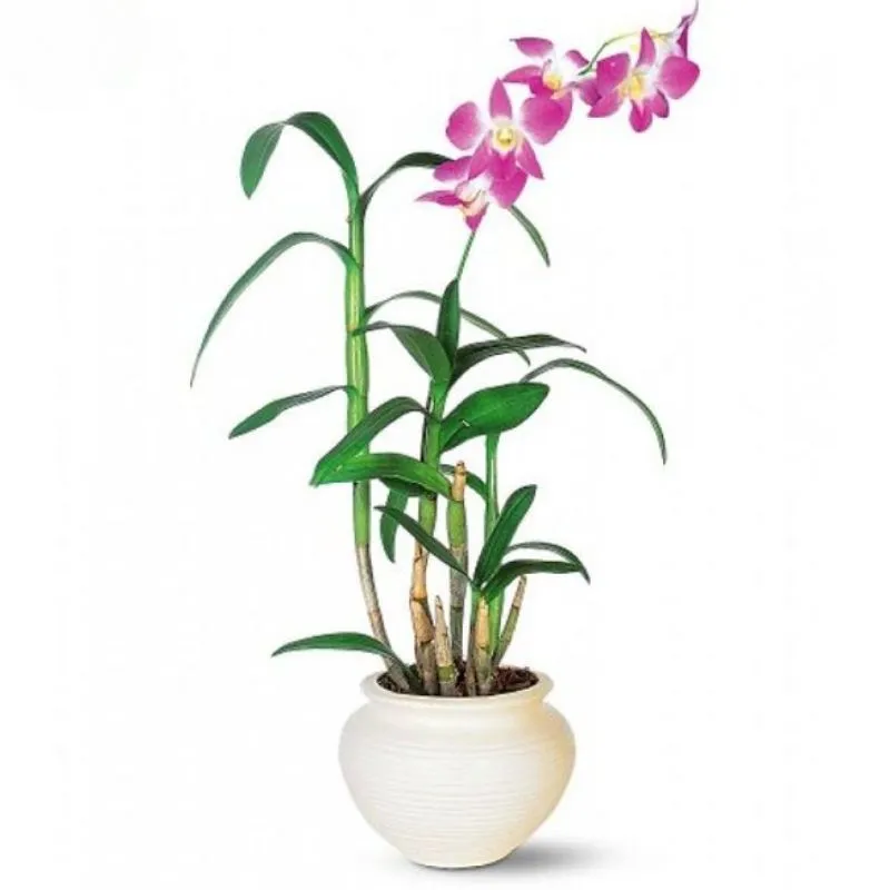 Lan Dendrobiumcấy mô sạch bệnh, đồng đều