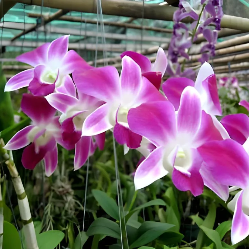 Lan Dendrobiumcấy mô