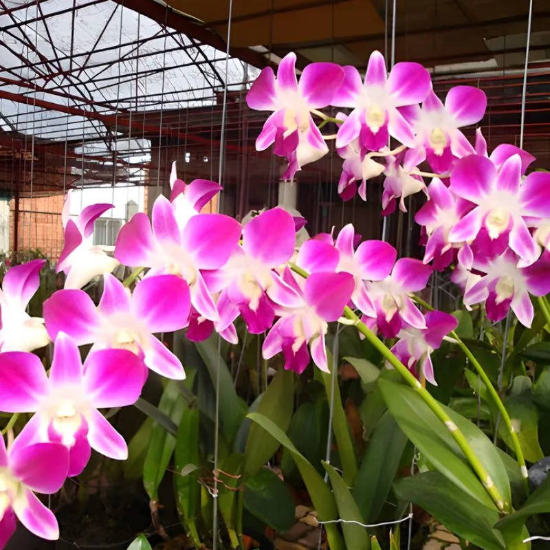 Lan Dendrobiumcấy mô