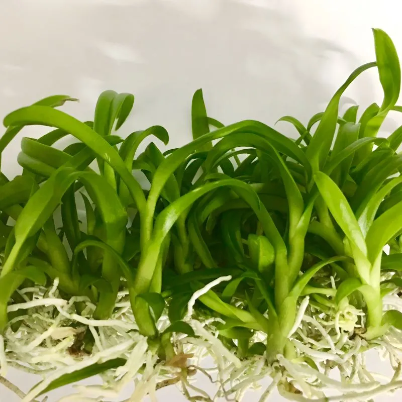 Lan Dendrobiumcấy mô