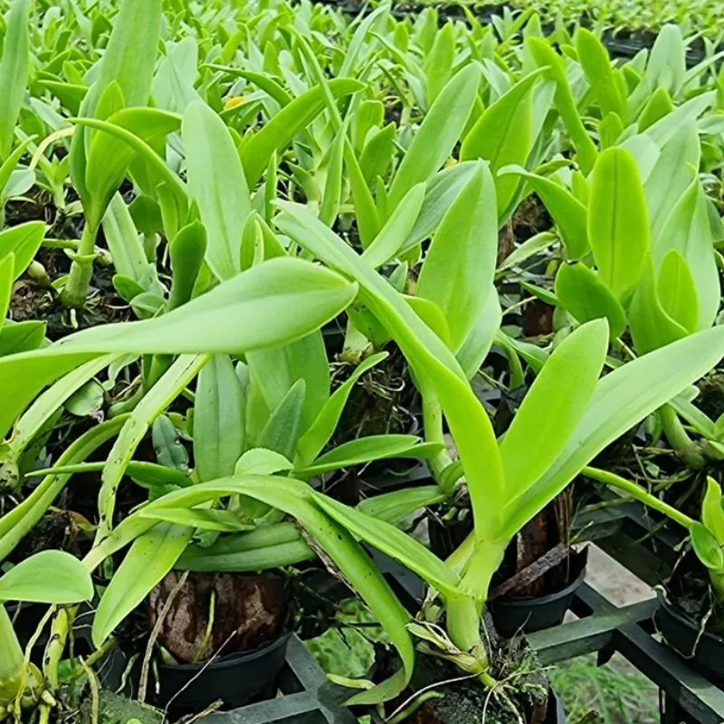 Lan Dendrobiumcấy mô