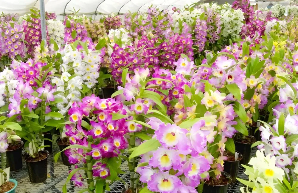 Lan Dendrobium Cấy Mô