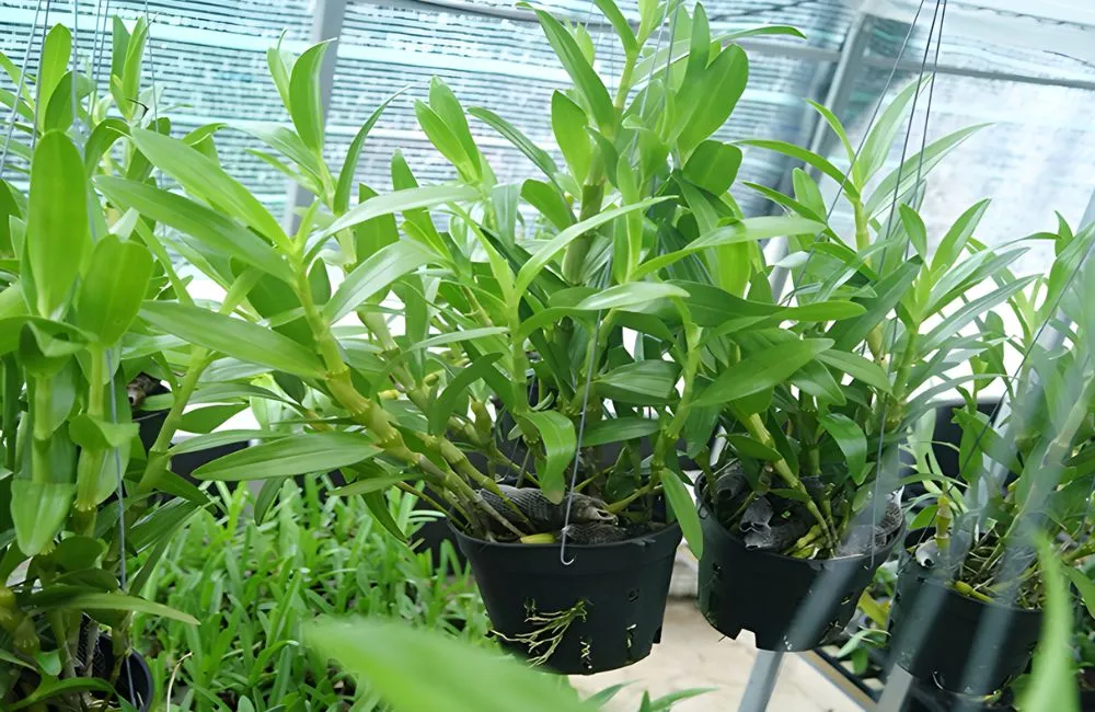Lan Dendrobium Cấy Mô