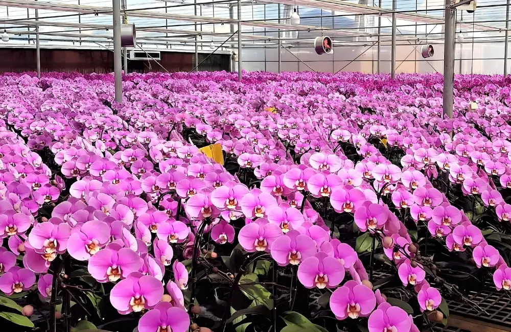 Các dòng Lan Cấy Mô hiện có tại ViGen