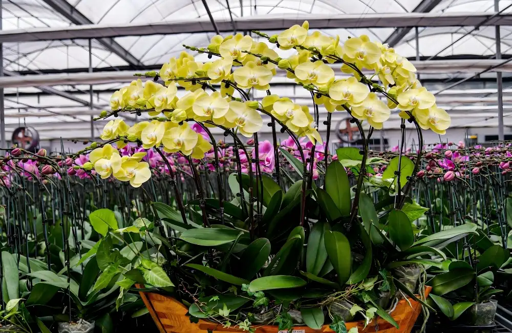 Giá Lan Cấy Mô trên thị trường hiện nay