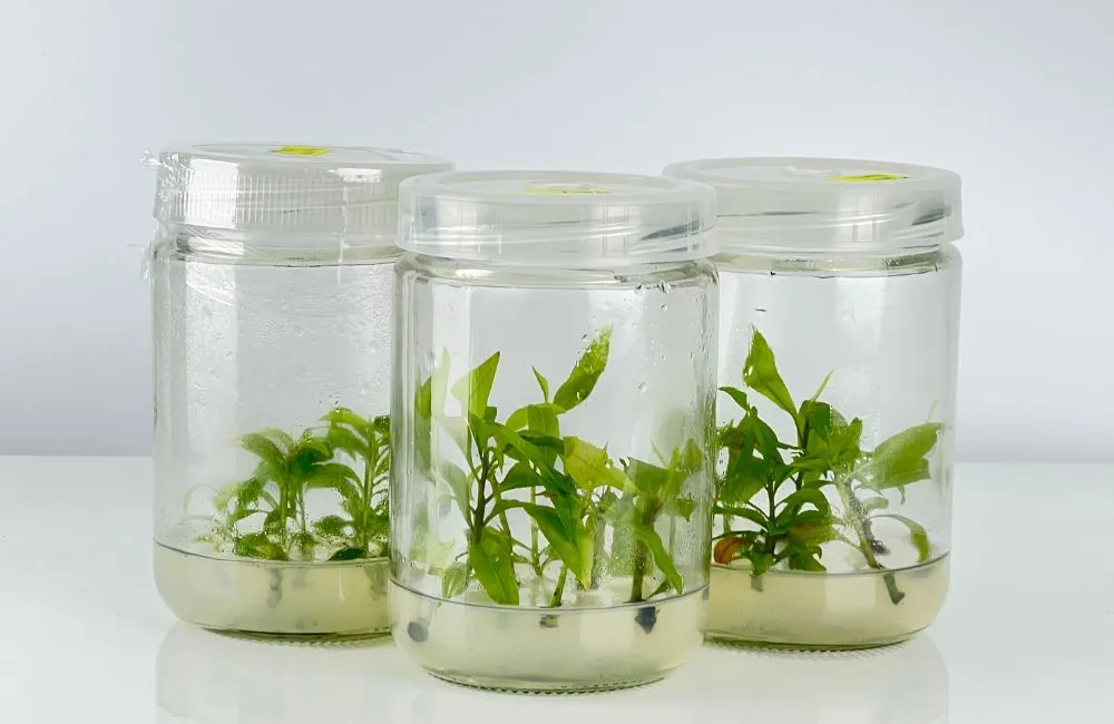 Mai Cúc Thọ Hương Cấy Mô 