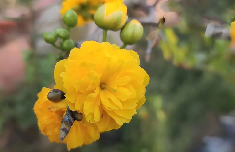 Hoa Mai Cúc Thọ Hương Cấy Mô