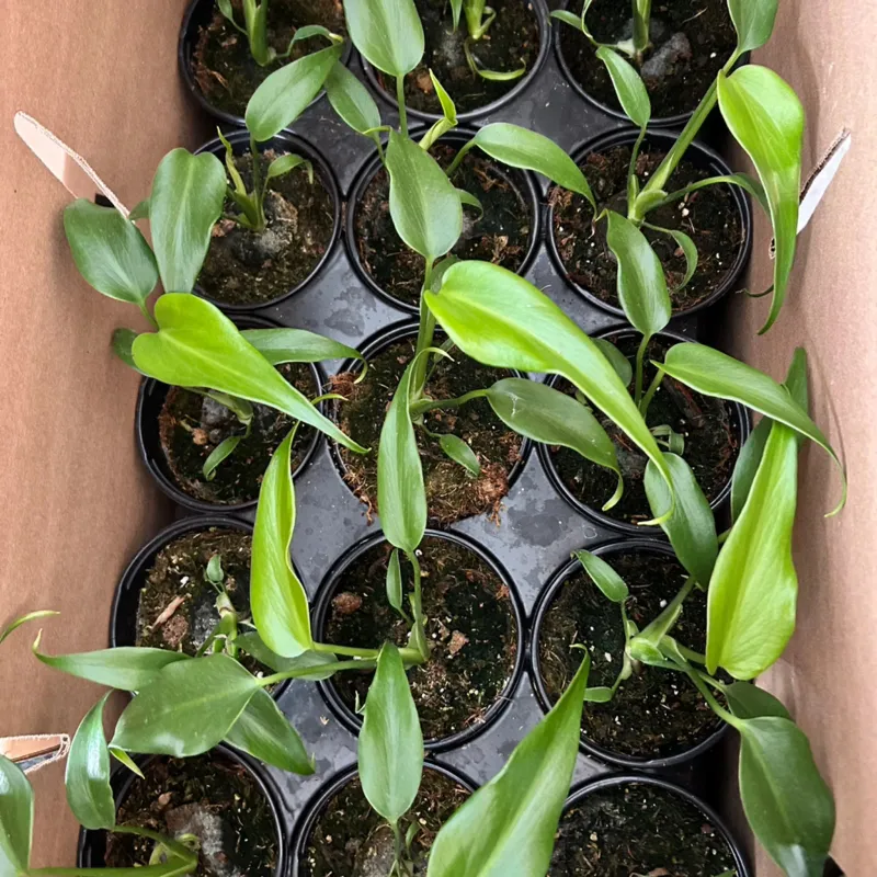 Monstera Burle Marx Flame Cấy Mô