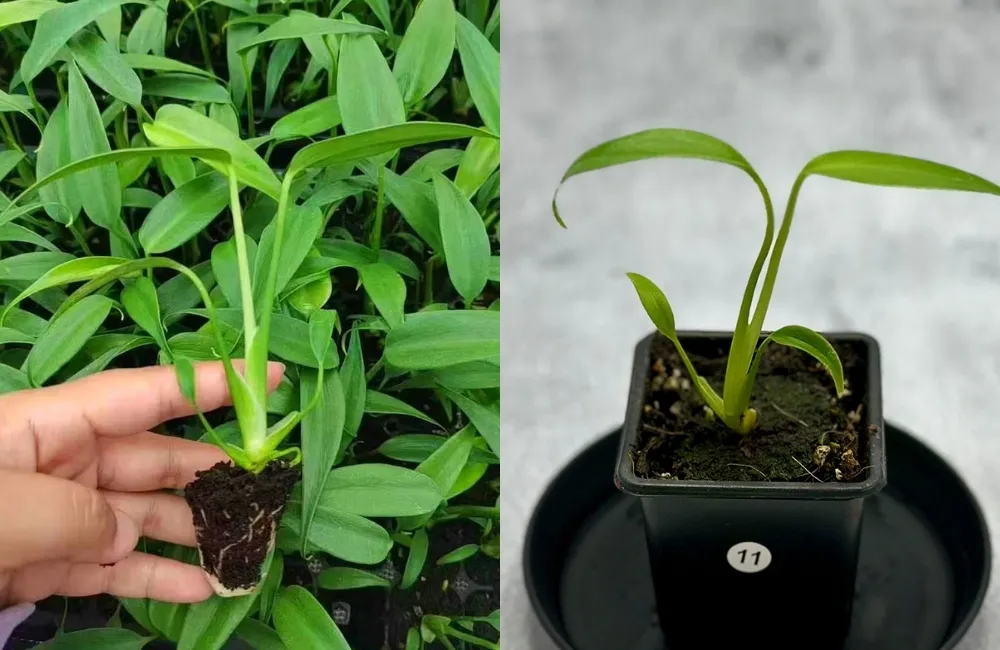 Phân loại theo kích thước và độ trưởng thành