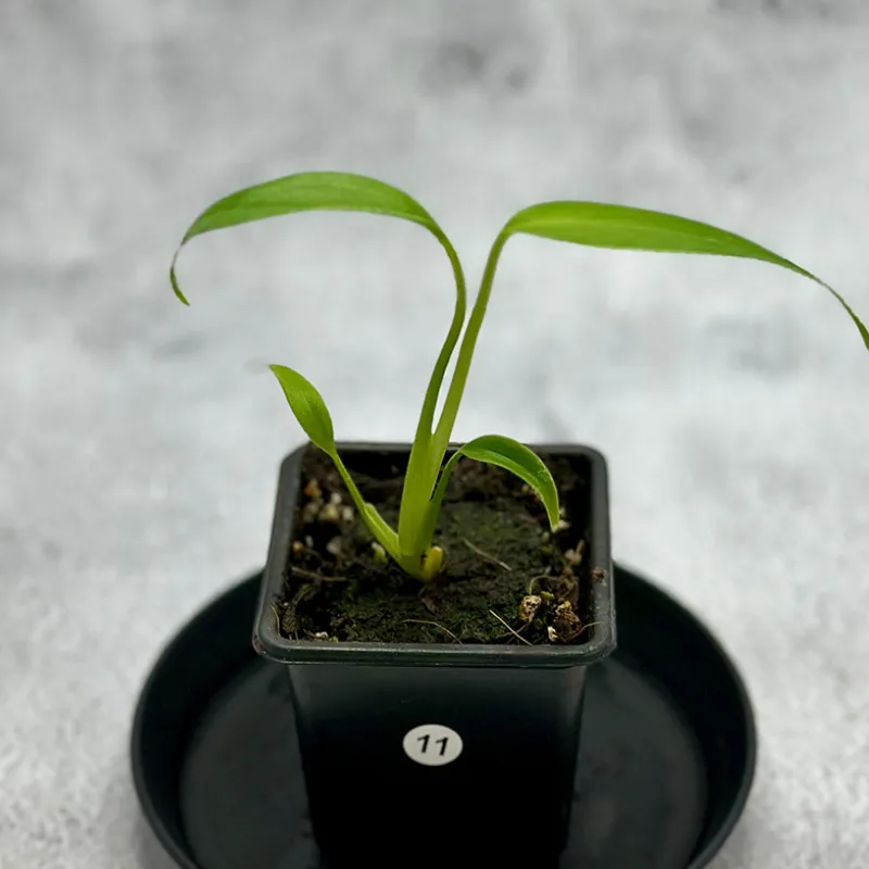 Monstera Burle Marx Flame Cấy Mô