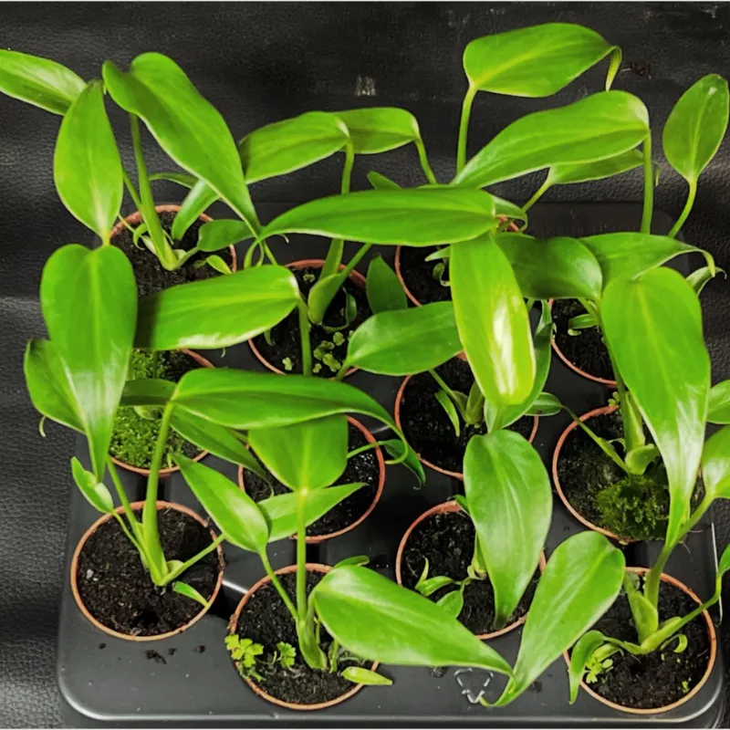 Monstera Burle Marx Flame Cấy Mô