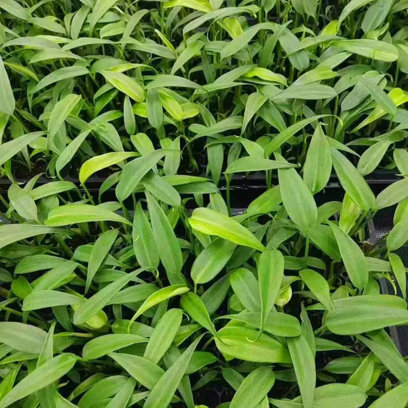 Monstera Burle Marx Flame Cấy Mô