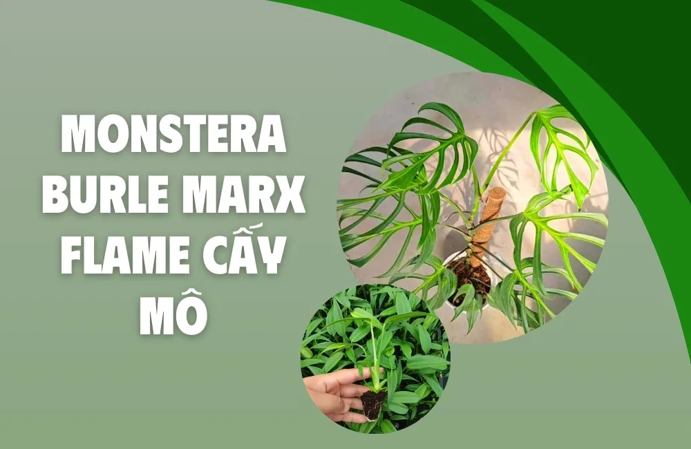 Tổng quan về Monstera Burle Marx Flame Cấy Mô
