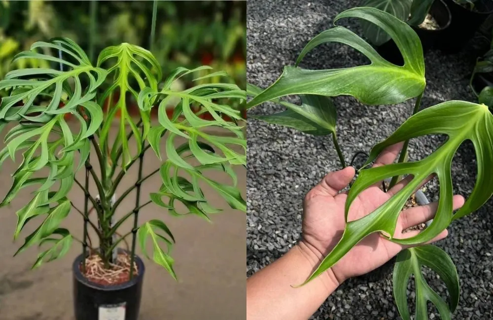 Giai đoạn cây con cấy mô