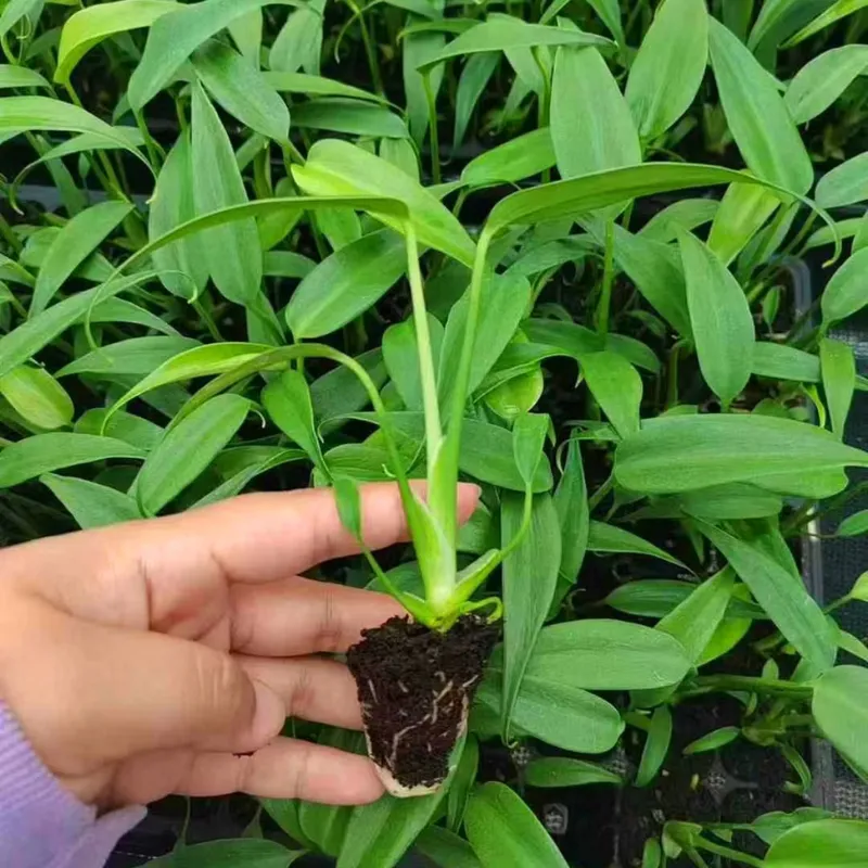 Monstera Burle Marx Flame Cấy Mô