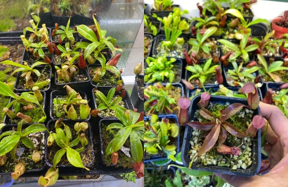 Các dòng và loài Nắp Ấm phổ biến hiện nay